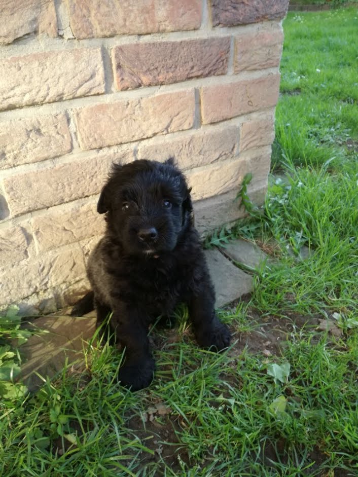 Bouvier des Flandres