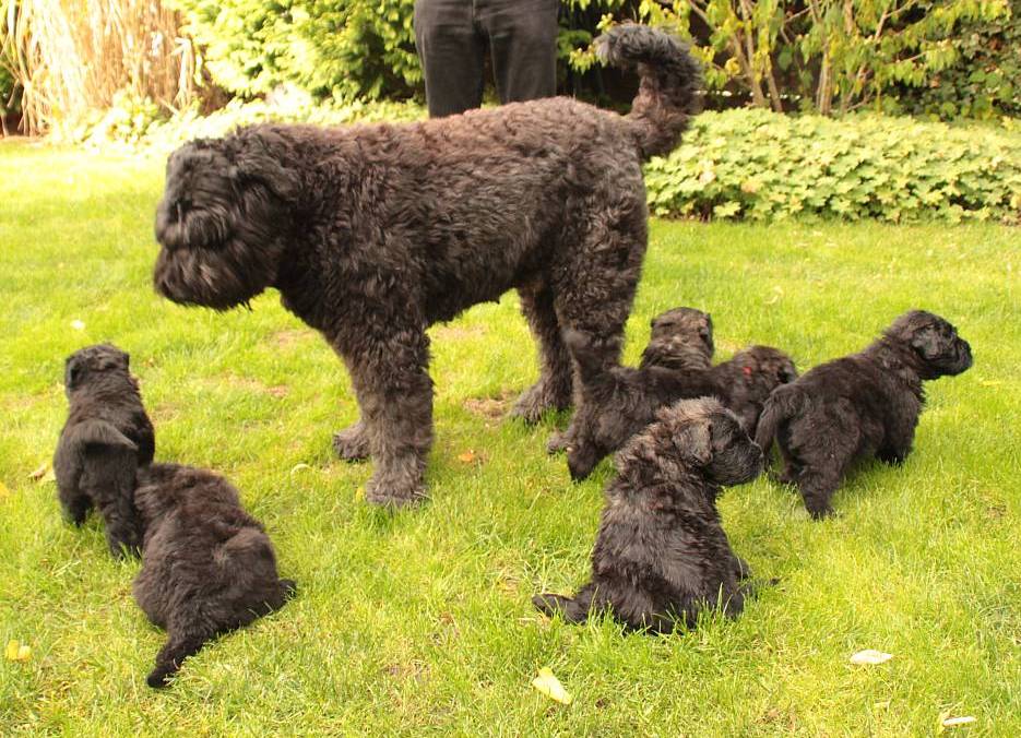 Bouvier des Flandres